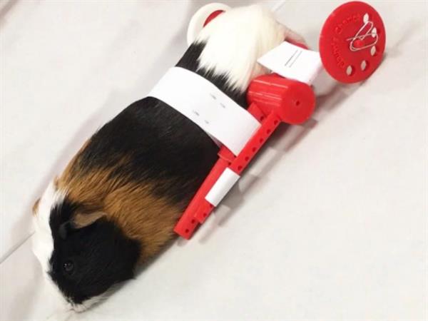 injured-pet-guinea-pig-moving-again-tiny-3d-printed-wheelchair-1